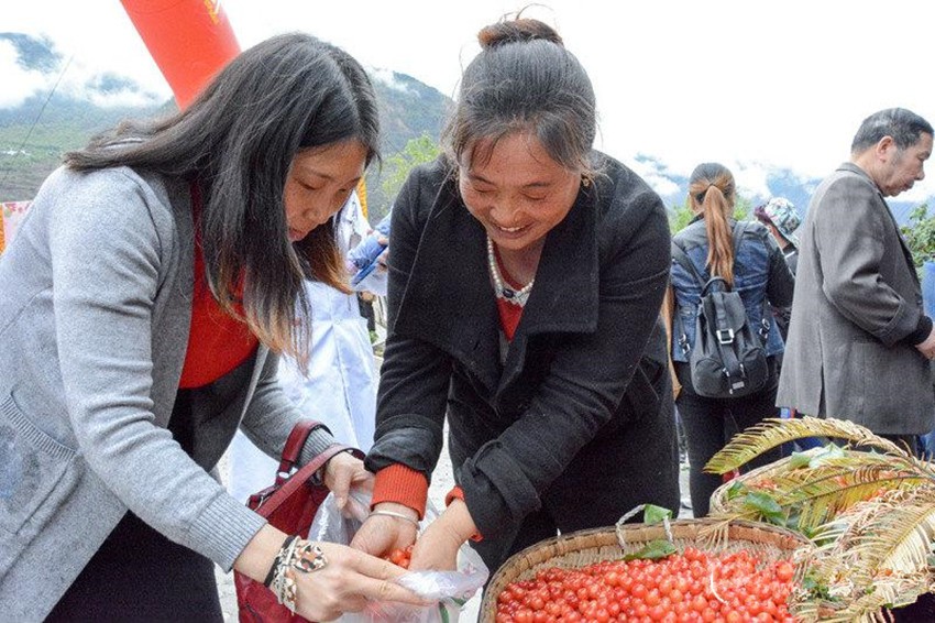 櫻桃紅了，老百姓笑了