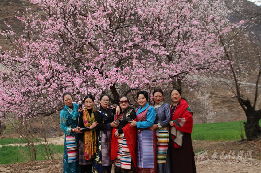 高原江南桃花盛開等你來(lái)打卡……
