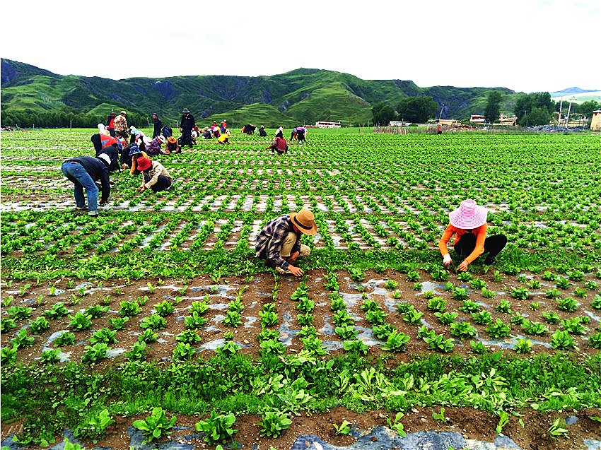 道孚縣八美.jpg 道孚縣八美.jpg