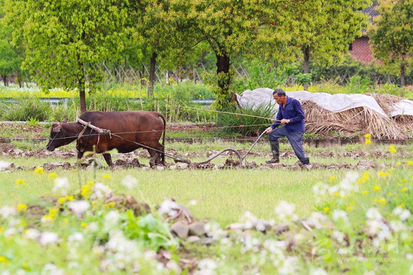 清明將至，各地農(nóng)事忙