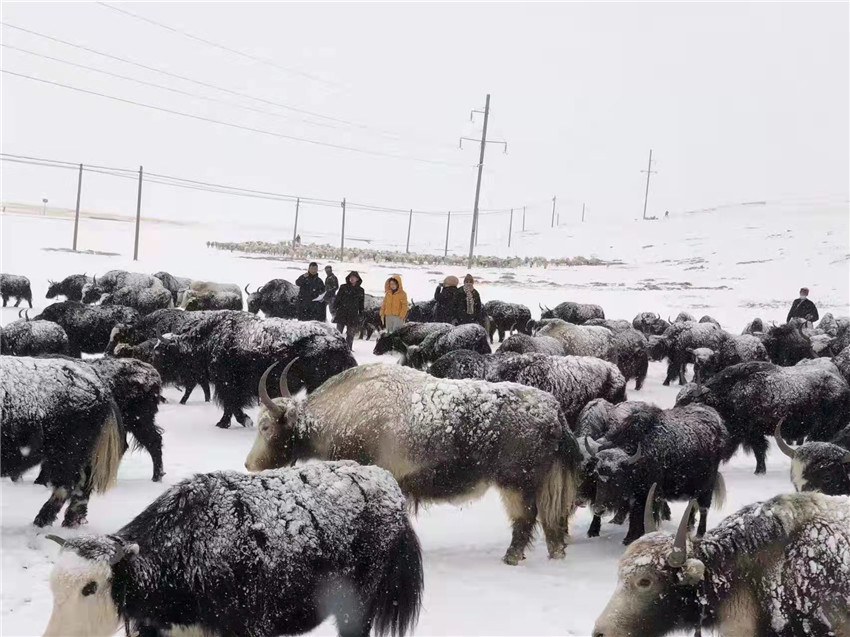 地處“云端之上”生命禁區(qū)“的農(nóng)行石渠支行80后青年益西多吉說”今年疫情流行，大伙冒雪下鄉(xiāng)送金融服務(wù)，新年首日就為農(nóng)戶發(fā)放了3000多萬元，點(diǎn)亮百姓牦牛致富夢，疫情終將過去，筑夢春天，我們協(xié)力點(diǎn)燃牧民發(fā)展信心“.jpg