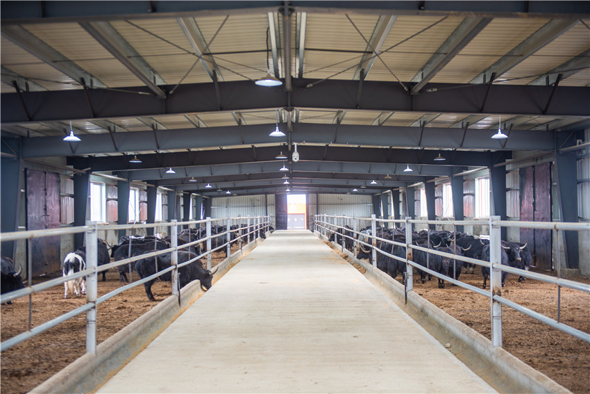 圖為牦牛.jpg 圖為牦牛.jpg