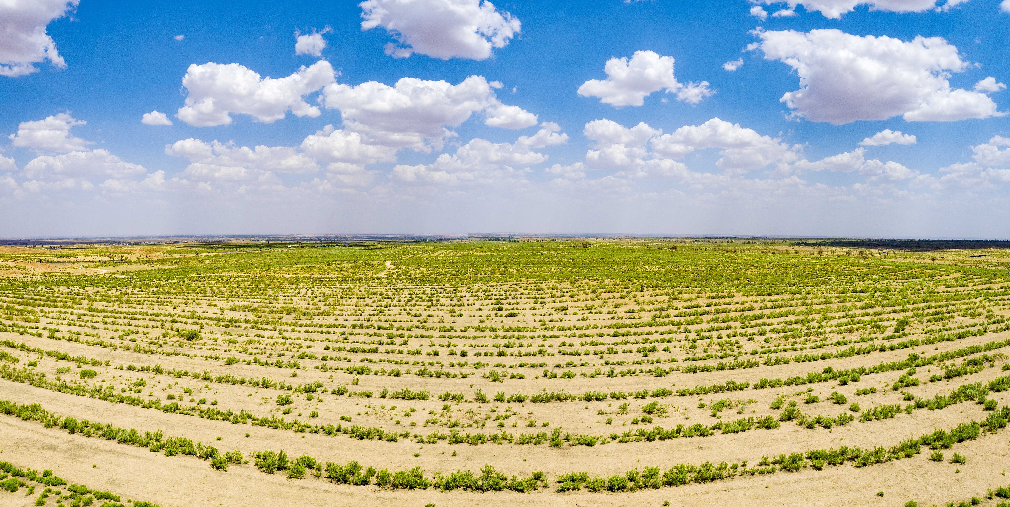 2023年6月7日，內(nèi)蒙古鄂爾多斯，毛烏素沙漠。