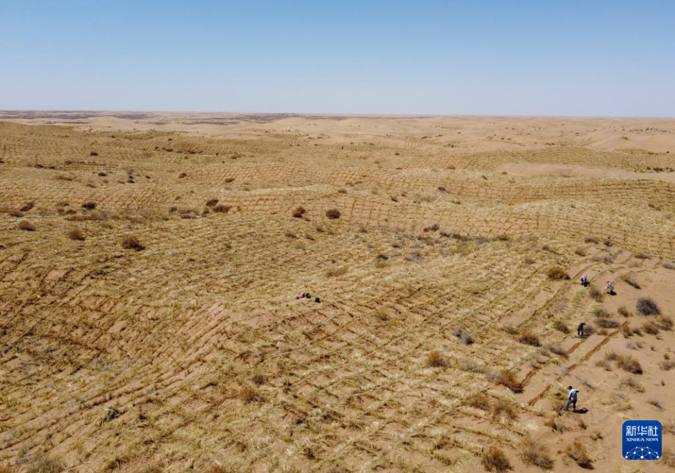 2024年4月10日，群眾在古浪縣八步沙林場麻黃塘沙區(qū)用草方格壓沙。新華社發(fā)（無人機(jī)照片）