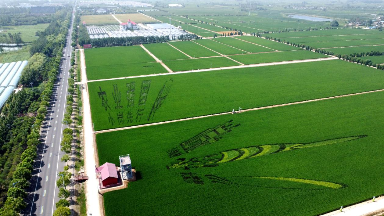 俯瞰小崗村高標(biāo)準(zhǔn)農(nóng)田。鳳陽(yáng)縣委宣傳部供圖